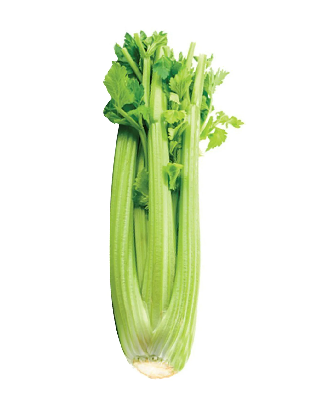 CHINA CELERY (+/-800G) - Image 3